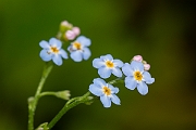 David Plant Photography - Wildlife Photography - Water forgetmenot - E