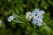 David Plant Photography - Wildlife Photography - Water forgetmenot - F