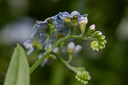 David Plant Photography - Wildlife Photography - Water forgetmenot - G