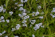 David Plant Photography - Wildlife Photography - Water forgetmenot - H