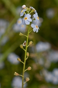 David Plant Photography - Wildlife Photography - Water forgetmenot - I