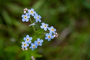 David Plant Photography - Wildlife Photography - Water forgetmenot - J