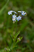 David Plant Photography - Wildlife Photography - Water forgetmenot - K