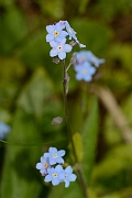David Plant Photography - Wildlife Photography - Wood forgetmenot - A