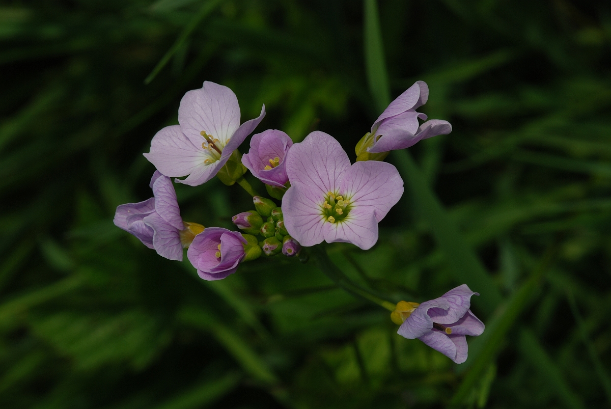 David Plant Photography - Wildlife Photographer - Cuckooflower - A.JPG - Cuckooflower - Gloucestershire