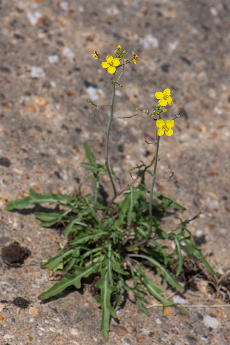 David Plant Photography - Wildlife Photography - Annual wall rocket - A.jpg - Annual wall rocket - Kent