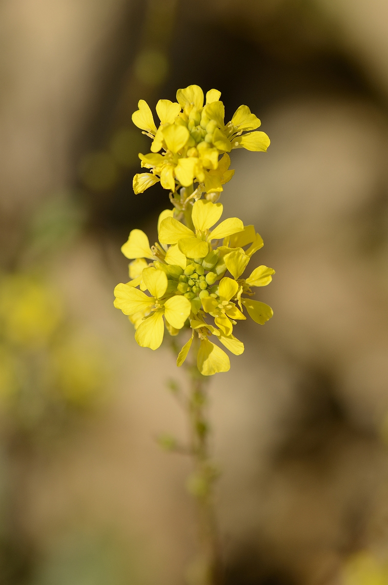 David Plant Photography - Wildlife Photography - Bastard cabbage - A.jpg - Bastard cabbage flowers - Cambridgeshire