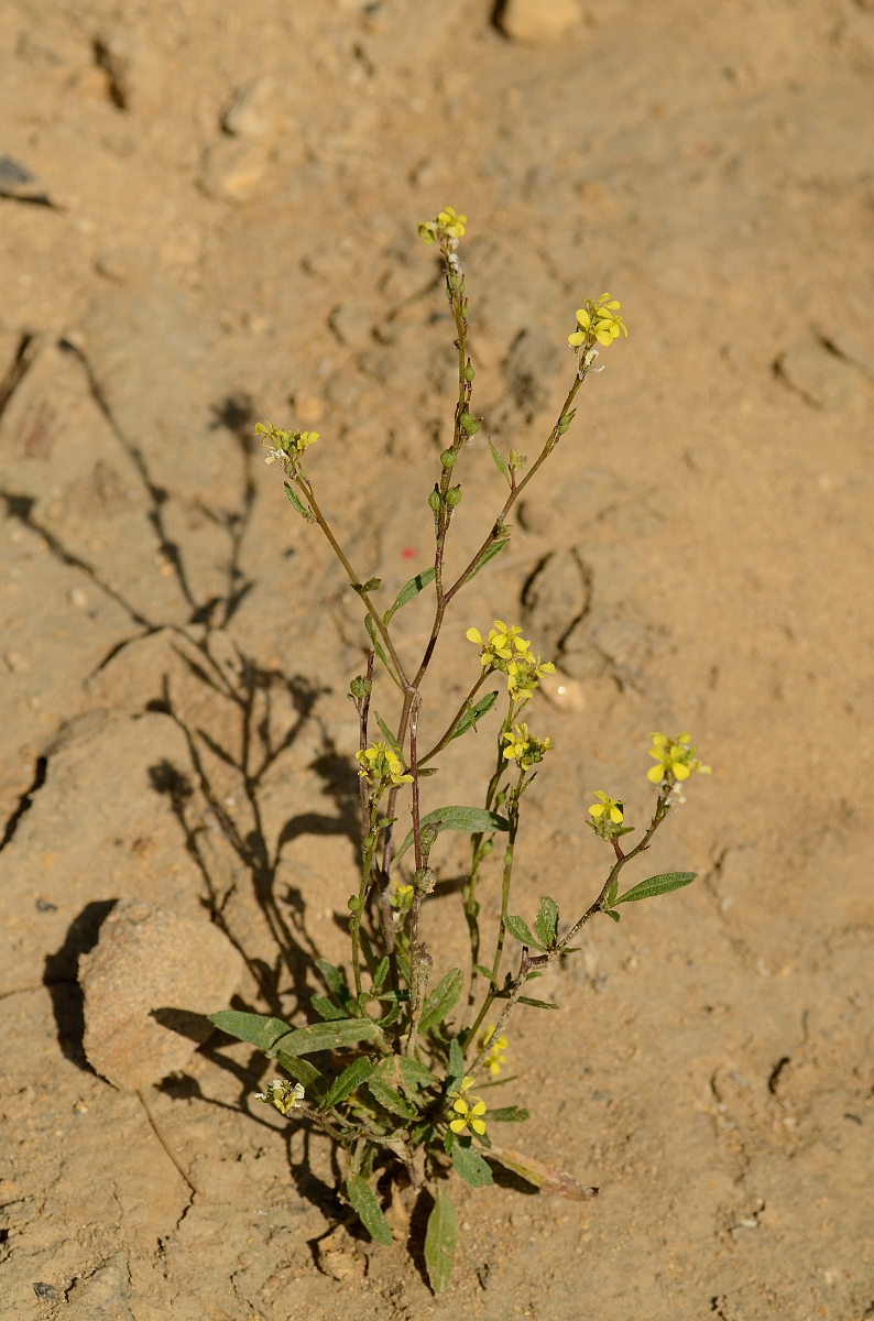 David Plant Photography - Wildlife Photography - Bastard cabbage - B.jpg - Bastard cabbage plant - Cambridgeshire