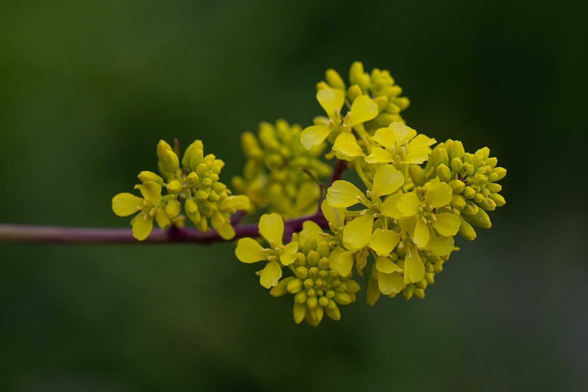 David Plant Photography - Wildlife Photography - Black mustard - A.jpg - Black mustard - Cornwall