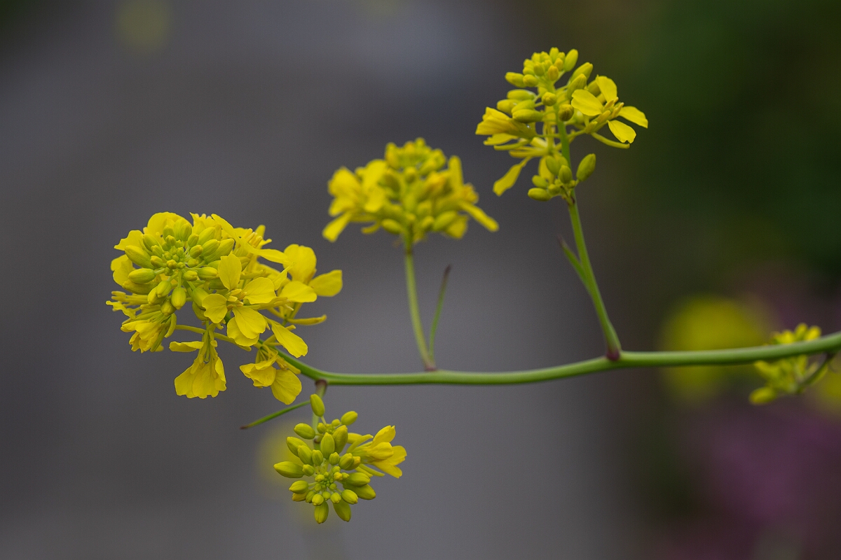 David Plant Photography - Wildlife Photography - Black mustard - D.jpg - Black mustard - Cornwall