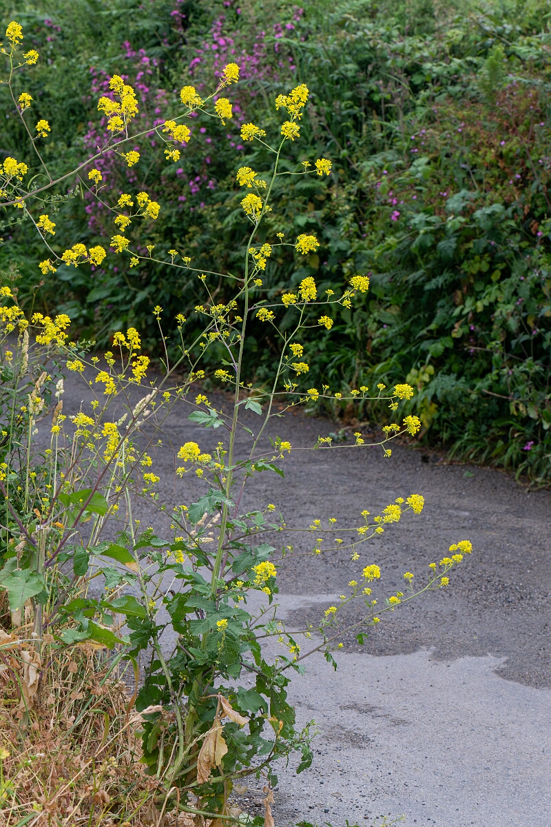David Plant Photography - Wildlife Photography - Black mustard - F.jpg - Black mustard - Cornwall