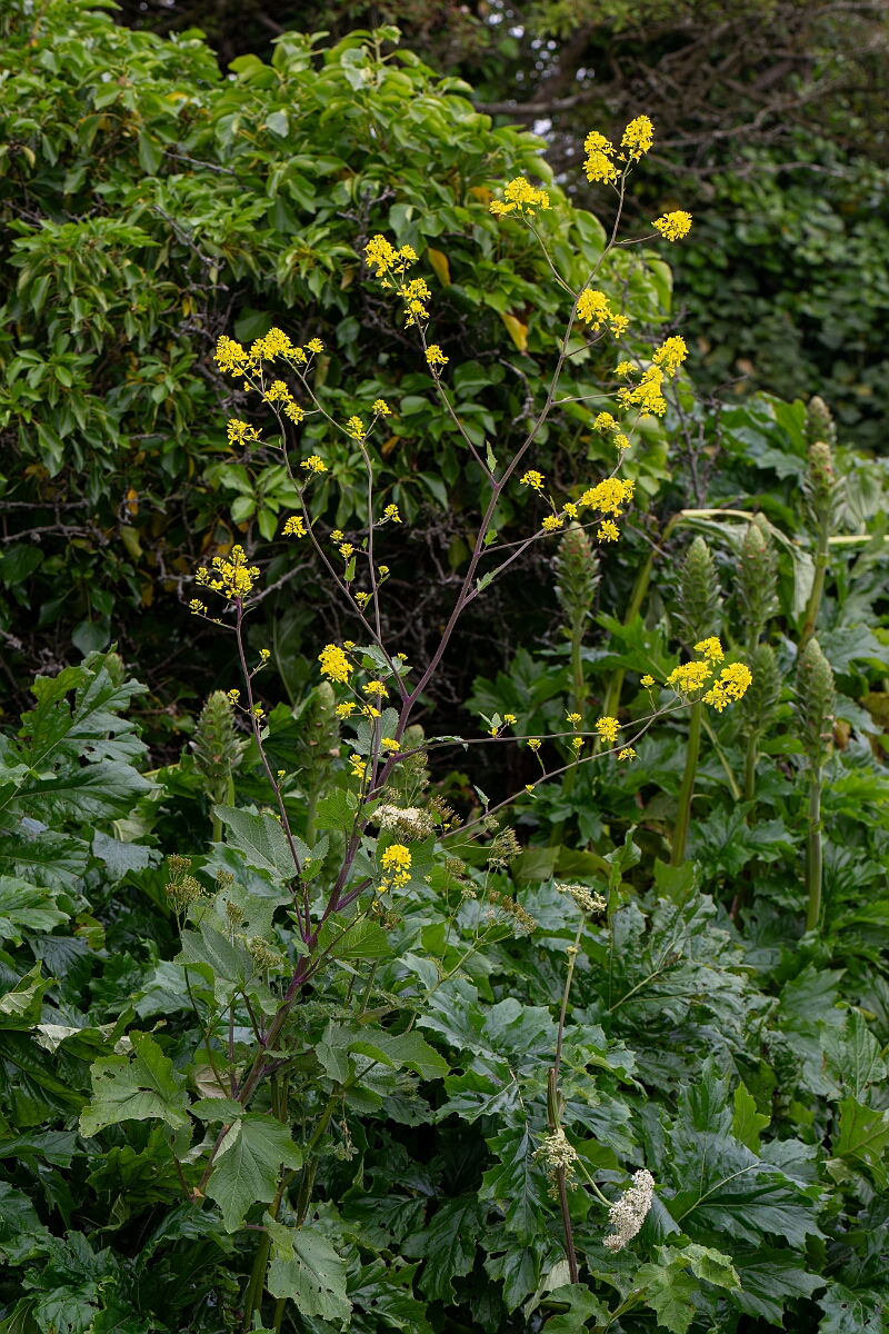 David Plant Photography - Wildlife Photography - Black mustard - G.jpg - Black mustard - Cornwall