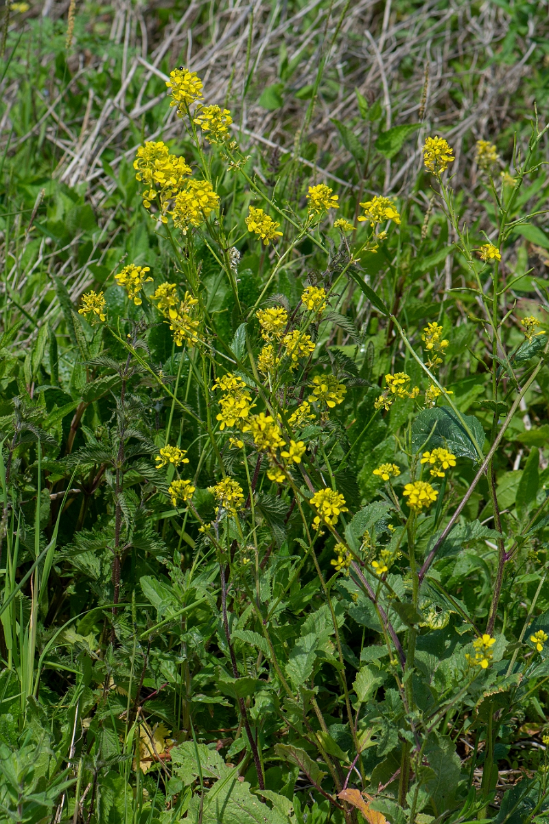 David Plant Photography - Wildlife Photography - Charlock - C.JPG - Charlock - Cambridgeshire