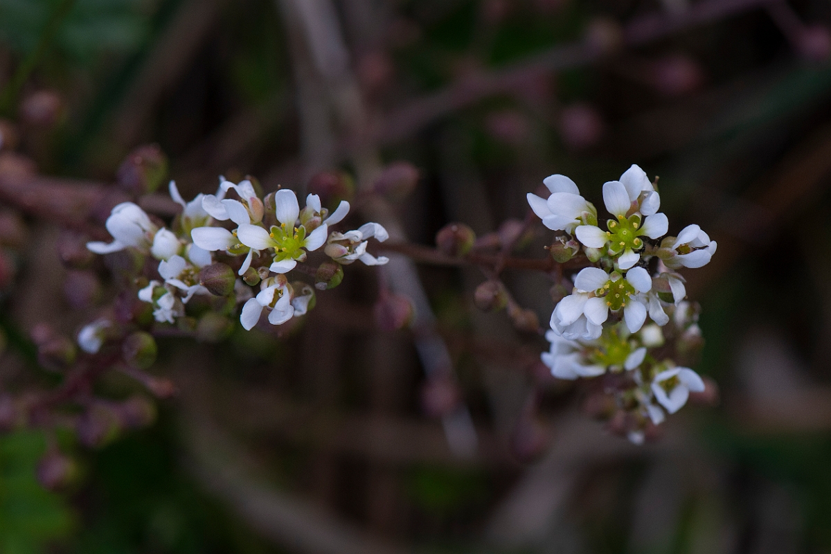 David Plant Photography - Wildlife Photography - Common scurvy-grass - F.JPG - Common scurvy-grass - Dumfries and Galloway
