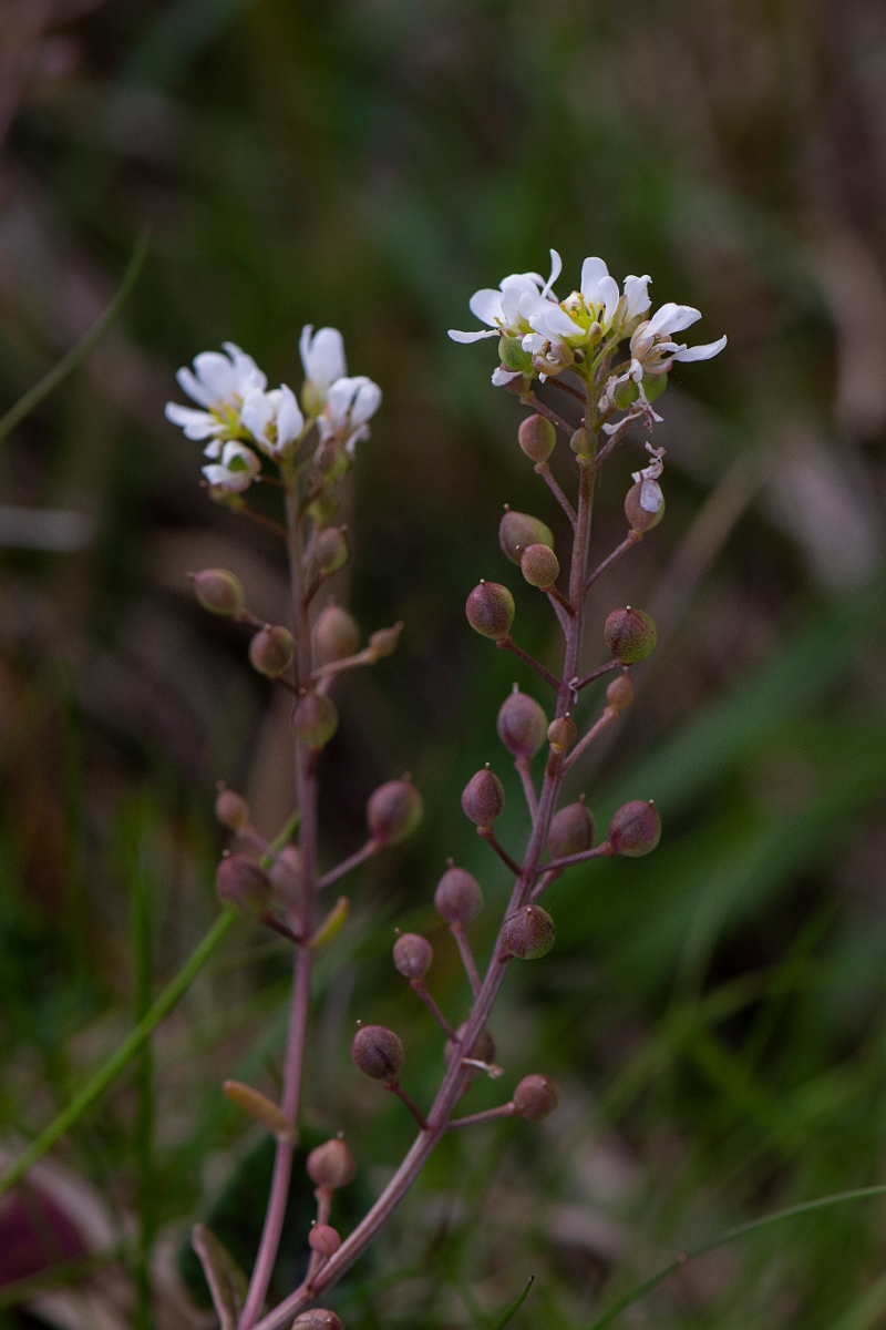 David Plant Photography - Wildlife Photography - Common scurvy-grass - G.JPG - Common scurvy-grass - Dumfries and Galloway