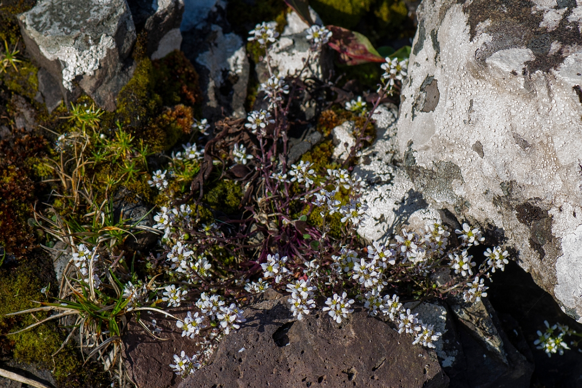 David Plant Photography - Wildlife Photography - Common scurvy-grass - J.JPG - Common scurvy-grass - Argyll