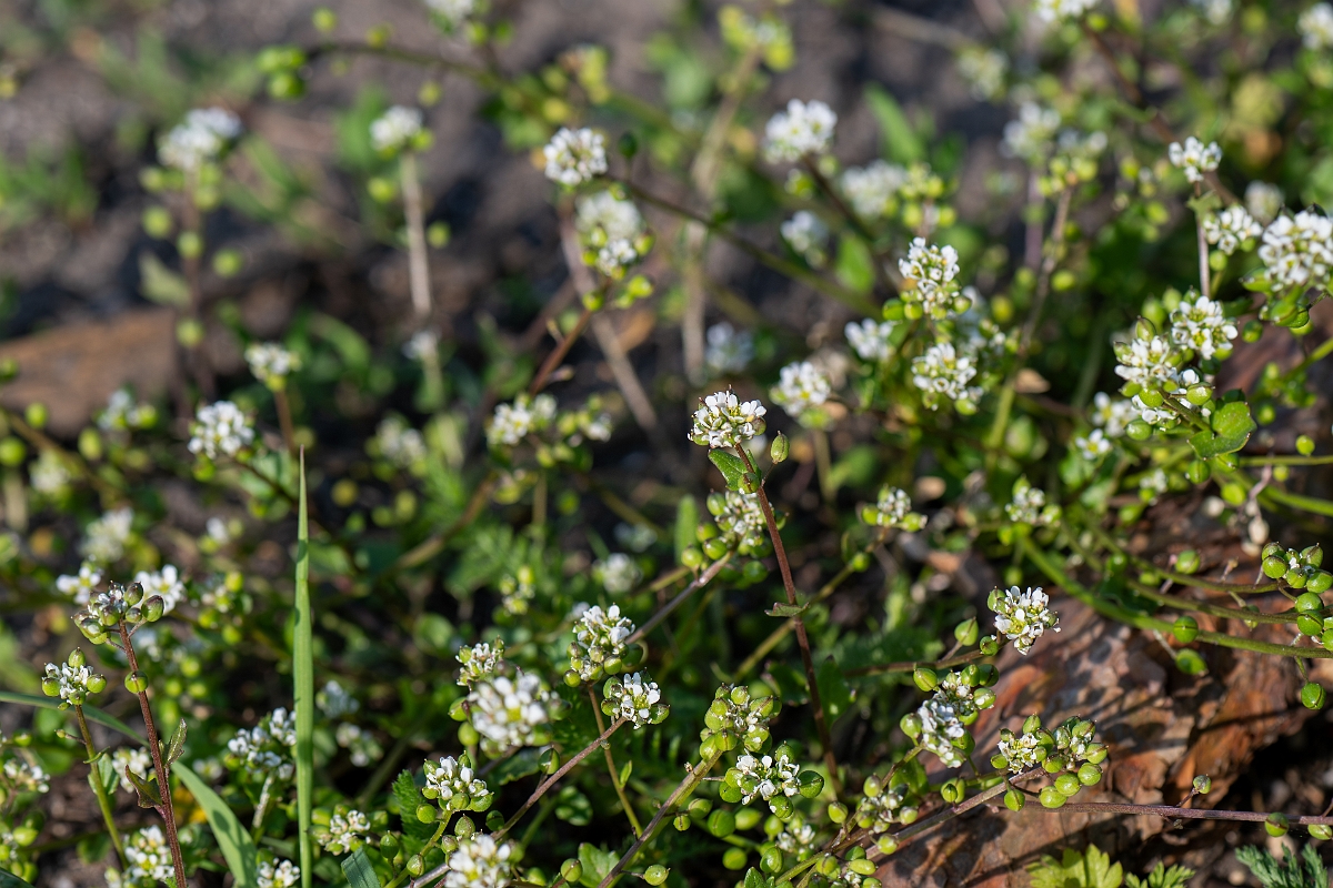 David Plant Photography - Wildlife Photography - Common scurvy-grass - L.jpg - Common scurvy-grass - Suffolk