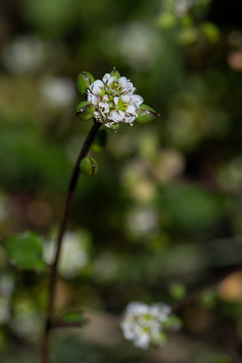 David Plant Photography - Wildlife Photography - Common scurvy-grass - Q.jpg - Common scurvy-grass - Norfolk