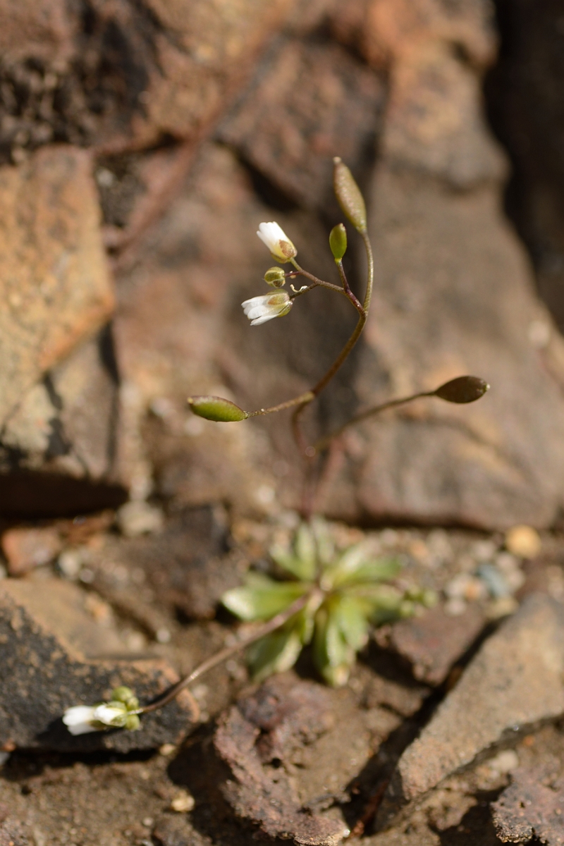 David Plant Photography - Wildlife Photography - Common whitlow-grass - A.jpg - Common whitlowgrass - County Durham