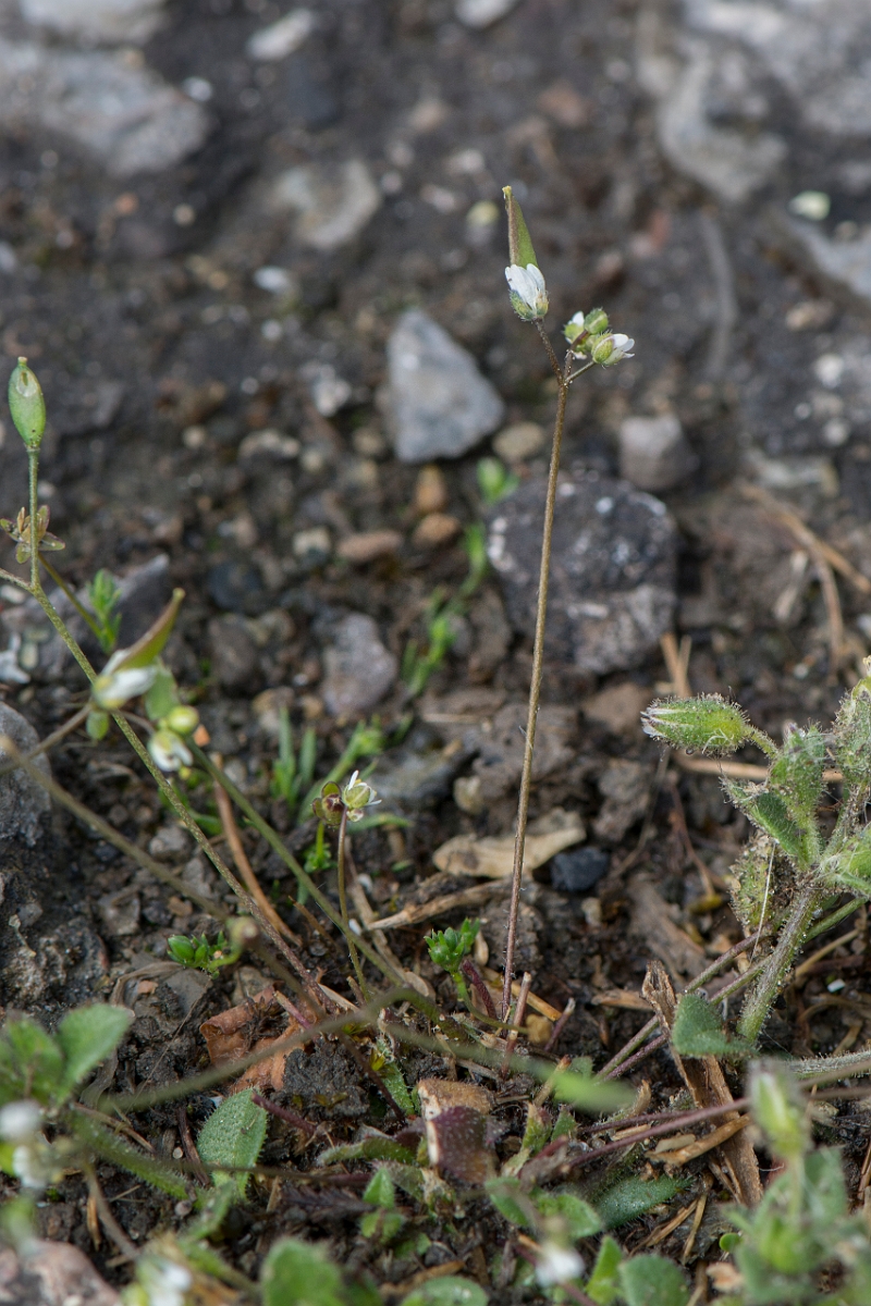 David Plant Photography - Wildlife Photography - Common whitlow-grass - B.jpg - Common whitlowgrass - Kent