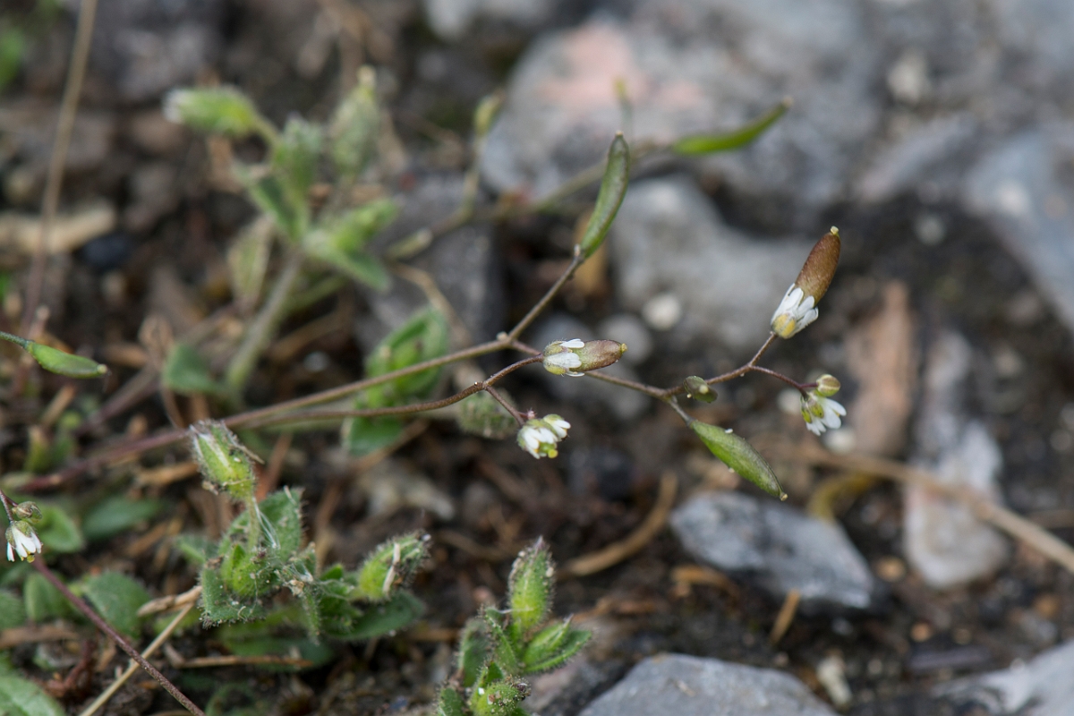 David Plant Photography - Wildlife Photography - Common whitlow-grass - C.jpg - Common whitlowgrass - Kent