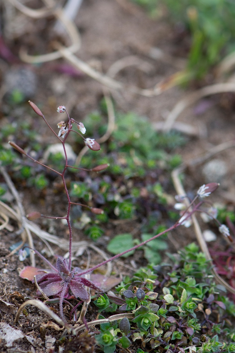 David Plant Photography - Wildlife Photography - Common whitlow-grass - F.JPG - Common whitlowgrass plant - Suffolk