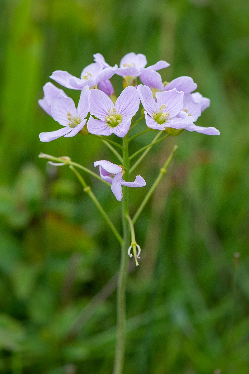David Plant Photography - Wildlife Photography - Cuckooflower - D.JPG - Cuckoo flower - Cambridgeashire