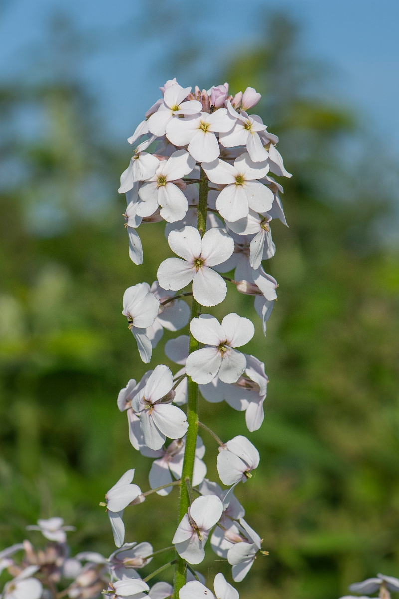 David Plant Photography - Wildlife Photography - Dame's-violet - A.JPG - Dame's-violet flowerhead - Northamptonshire