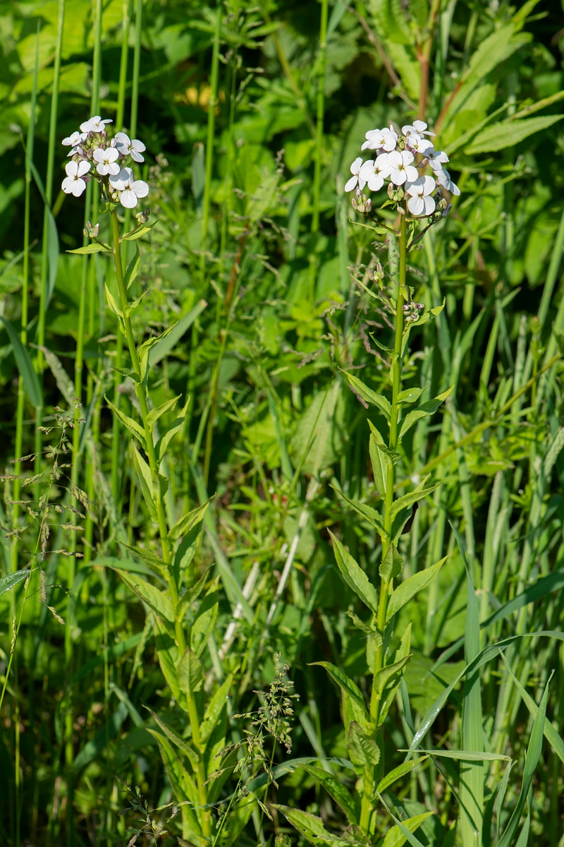 David Plant Photography - Wildlife Photography - Dame's-violet - C.JPG - Dame's-violet - Northamptonshire