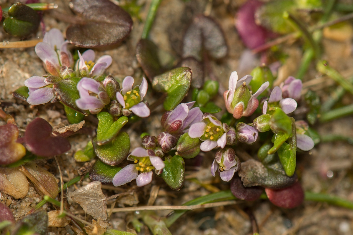 David Plant Photography - Wildlife Photography - Danish scruvy-grass - A.jpg - Danish scurvy-grass - Anglesey