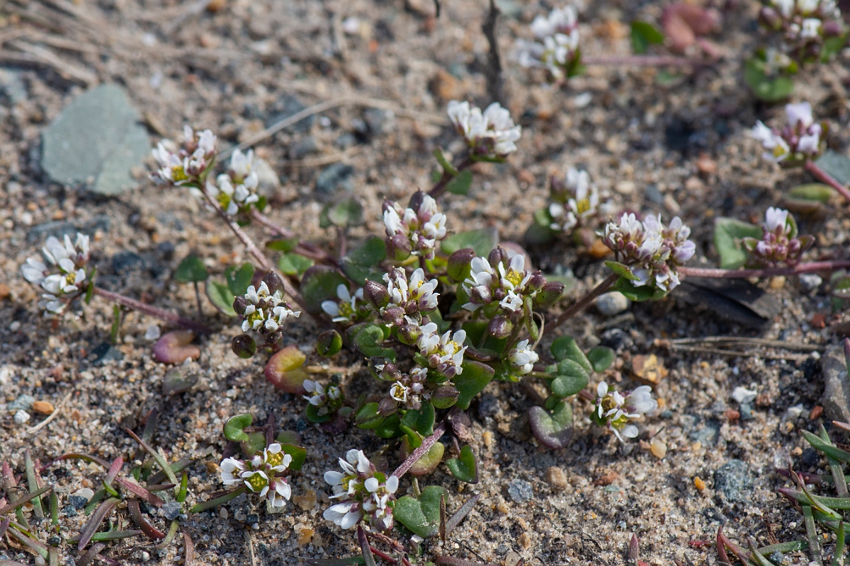 David Plant Photography - Wildlife Photography - Danish scruvy-grass - B.JPG - Danish scurvy-grass - Suffolk