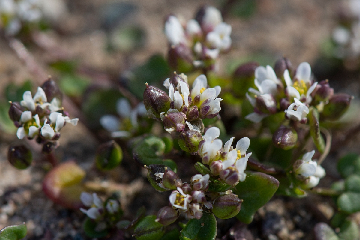 David Plant Photography - Wildlife Photography - Danish scruvy-grass - C.JPG - Danish scurvy-grass - Suffolk