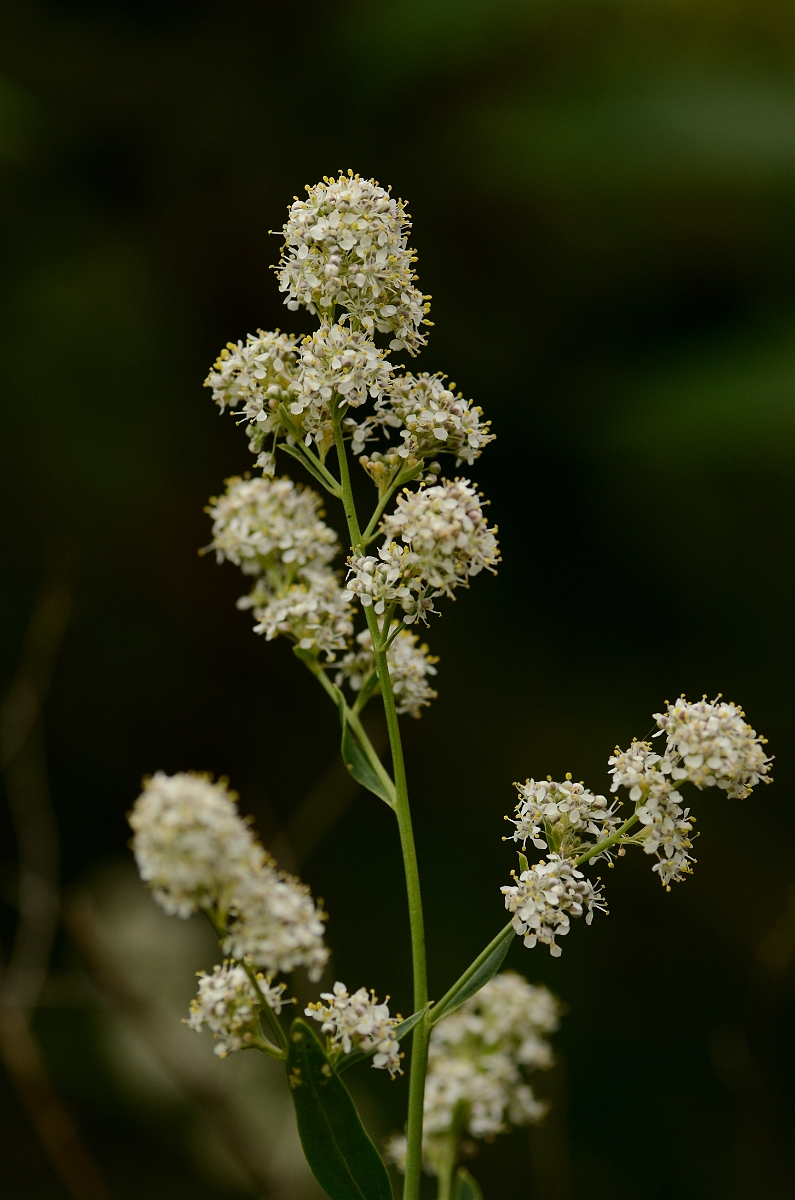 David Plant Photography - Wildlife Photography - Dittander - A.jpg - Dittander flowers - Suffolk
