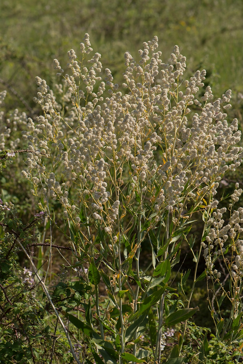 David Plant Photography - Wildlife Photography - Dittander - C.jpg - Dittander - Kent