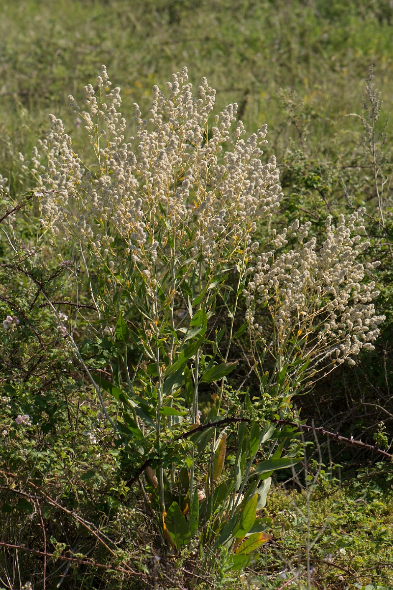 David Plant Photography - Wildlife Photography - Dittander - D.jpg - Dittander - Kent