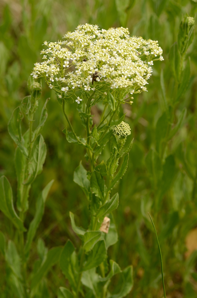 David Plant Photography - Wildlife Photography - Field pennycress - A.jpg - Hoary cress - Kent