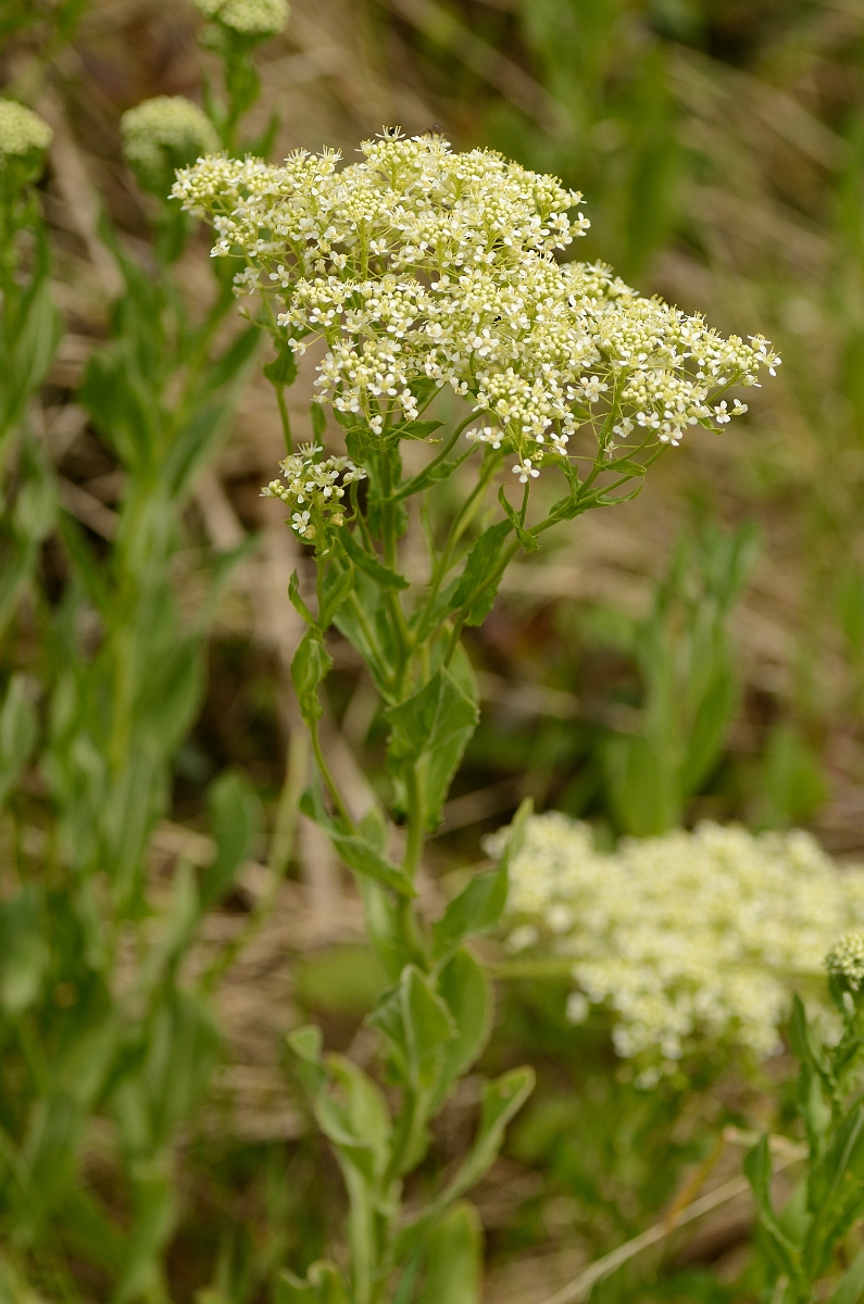 David Plant Photography - Wildlife Photography - Field pennycress - B.jpg - Hoary cress - Kent