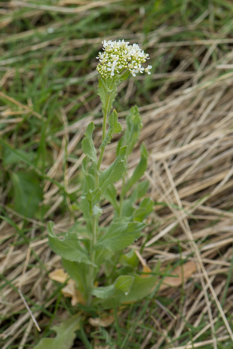 David Plant Photography - Wildlife Photography - Field pennycress - C.jpg - Hoary cress - Kent