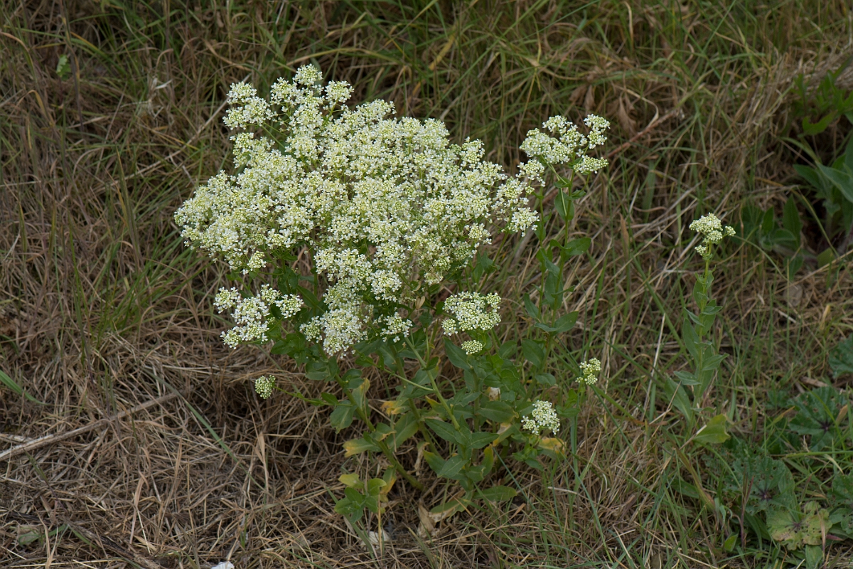 David Plant Photography - Wildlife Photography - Field pennycress - D.jpg - Hoary cress - Kent