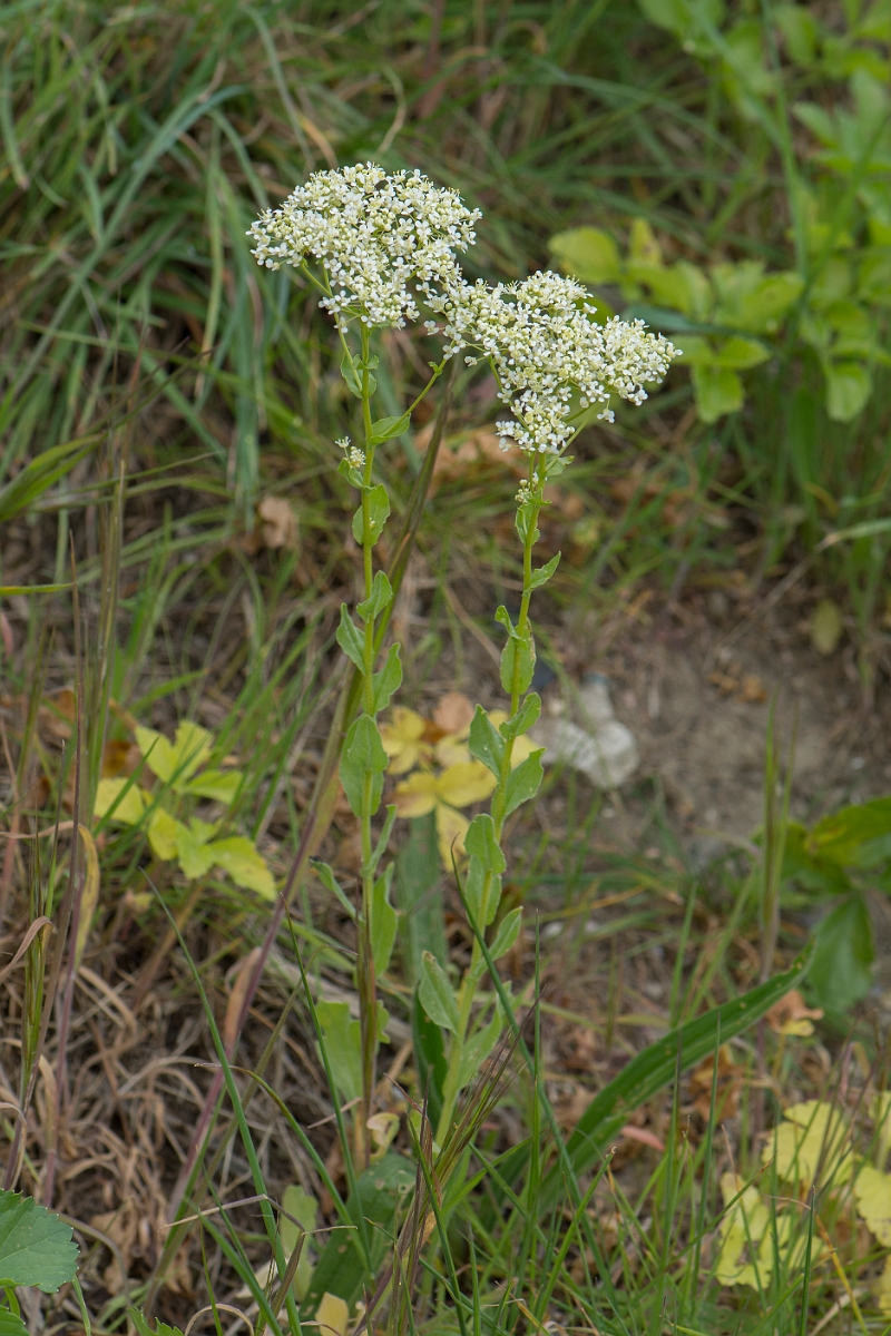 David Plant Photography - Wildlife Photography - Field pennycress - E.jpg - Hoary cress - Kent