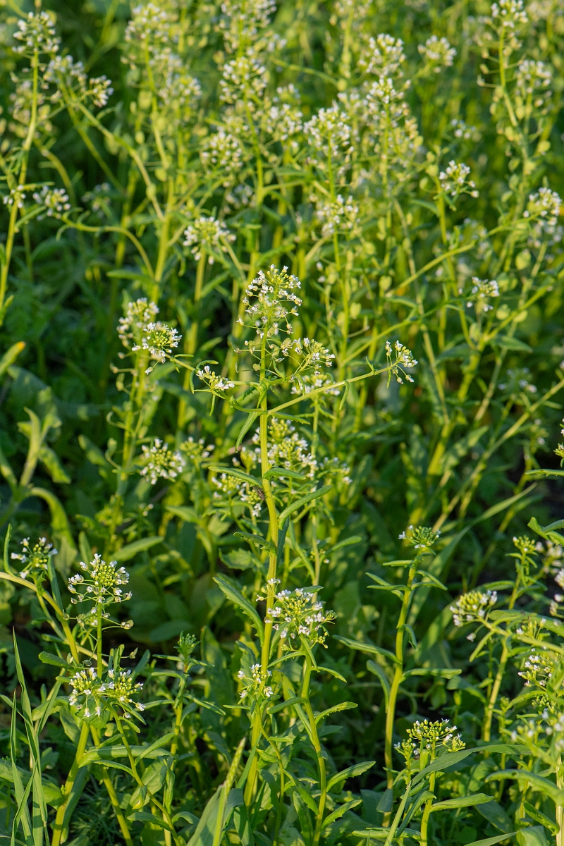 David Plant Photography - Wildlife Photography - Field pennycress - G.JPG - Field pennycress - Cambridgeshire