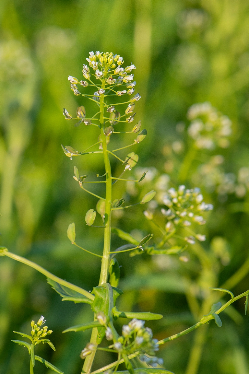 David Plant Photography - Wildlife Photography - Field pennycress - H.JPG - Field pennycress - Cambridgeshire