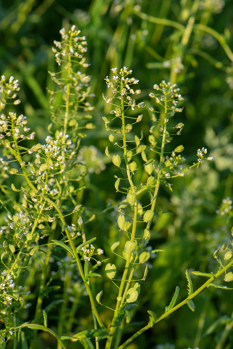 David Plant Photography - Wildlife Photography - Field pennycress - I.JPG - Field pennycress - Cambridgeshire
