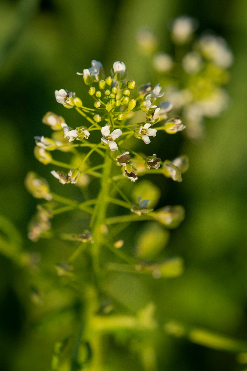David Plant Photography - Wildlife Photography - Field pennycress - K.JPG - Field pennycress - Cambridgeshire