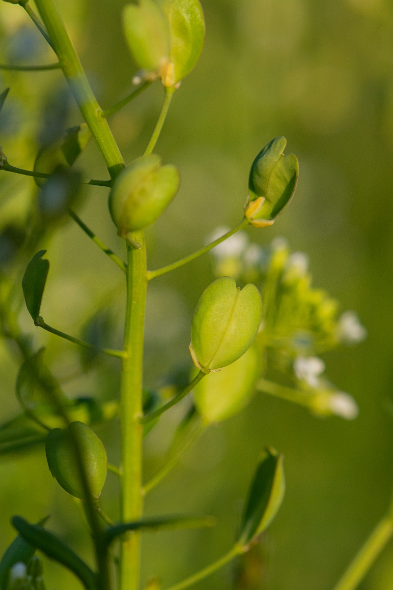 David Plant Photography - Wildlife Photography - Field pennycress - L.JPG - Field pennycress - Cambridgeshire