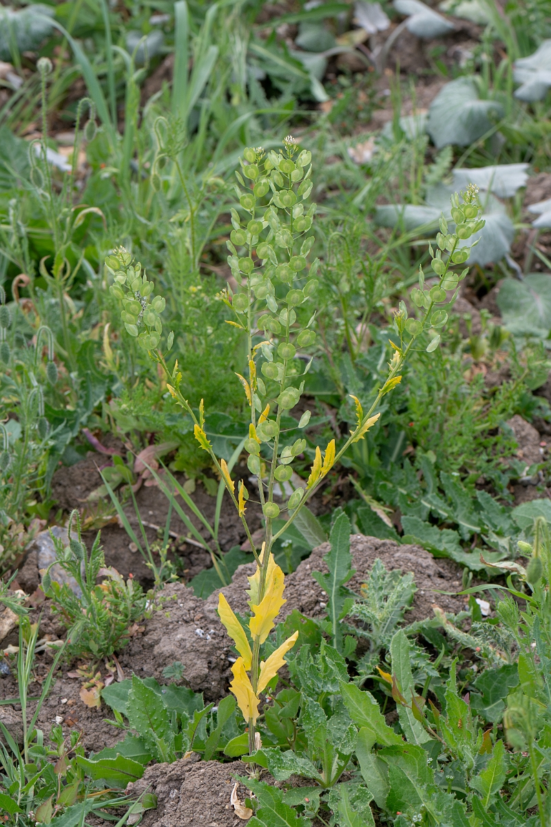 David Plant Photography - Wildlife Photography - Field pennycress - O.jpg - Field pennycress - Kent