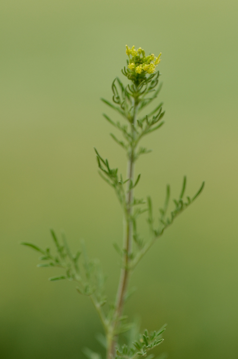 David Plant Photography - Wildlife Photography - Flixweed - B.jpg - Flixweed - Norfolk
