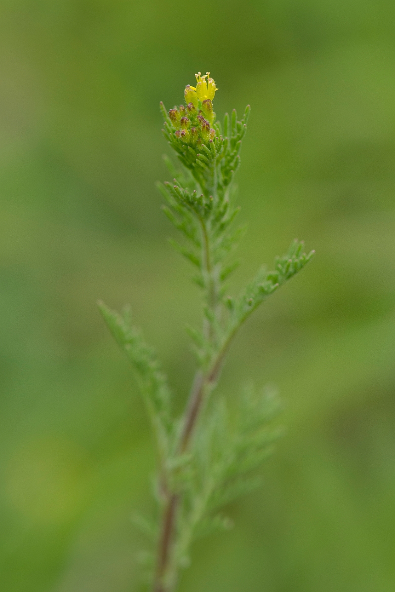 David Plant Photography - Wildlife Photography - Flixweed - C.JPG - Flixweed - Suffolk