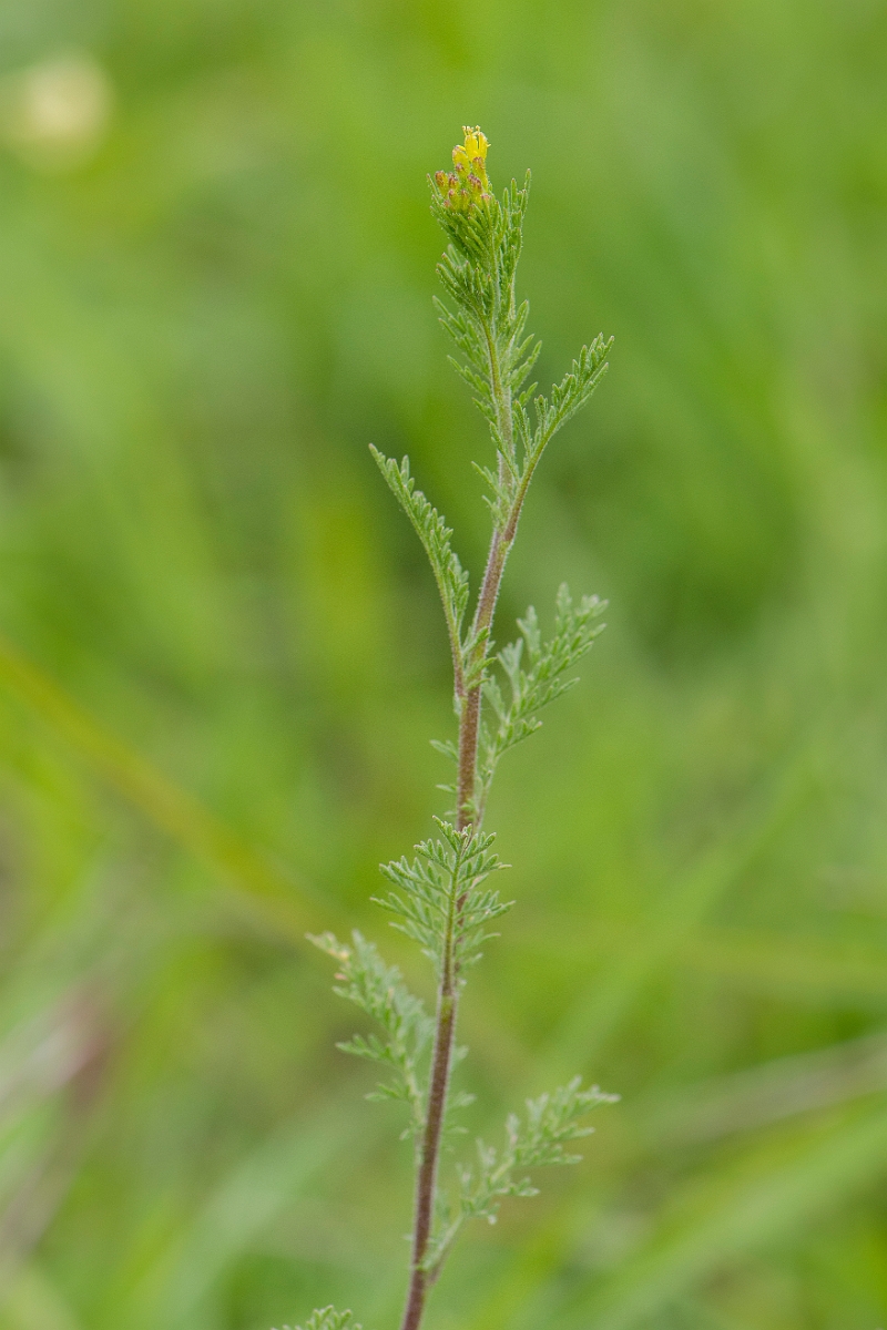 David Plant Photography - Wildlife Photography - Flixweed - D.JPG - Flixweed - Suffolk
