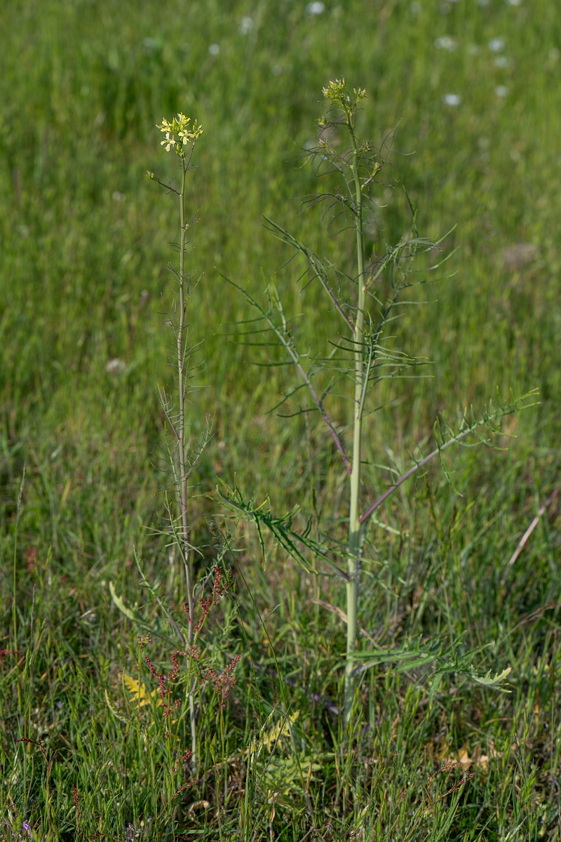 David Plant Photography - Wildlife Photography - Flixweed - E.jpg - Flixweed - Suffolk